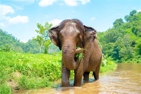 do elephants like music? exploring the mysterious world of animal preferences